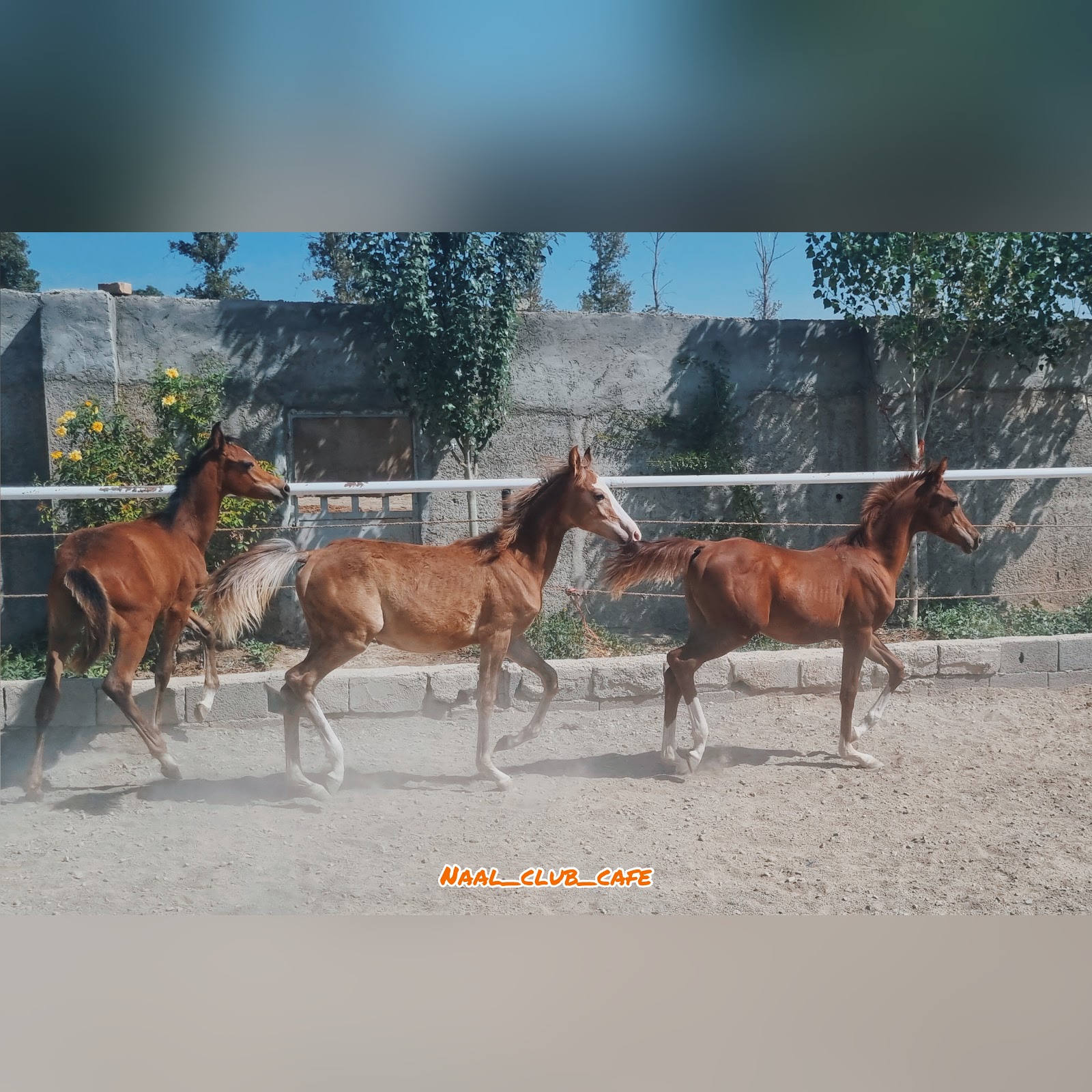 باشگاه سوارکاری و کافه نعل — باشگاه