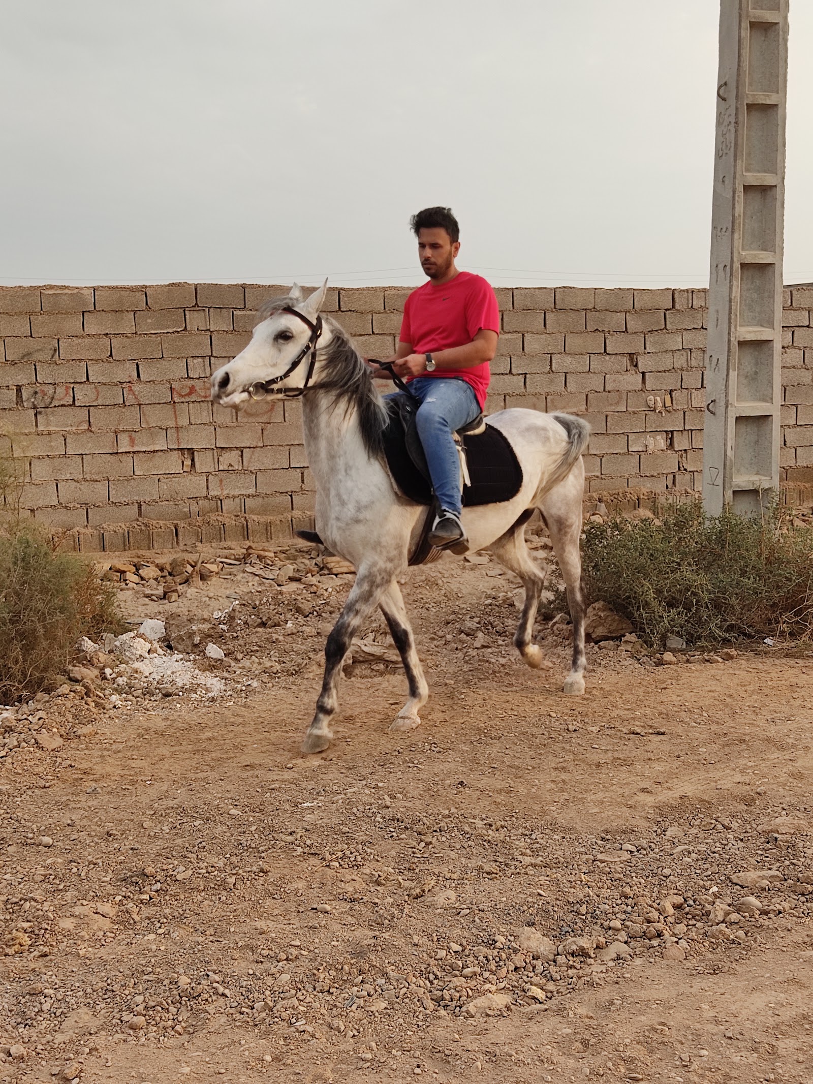 باشگاه پرورش اسب سادات — باشگاه