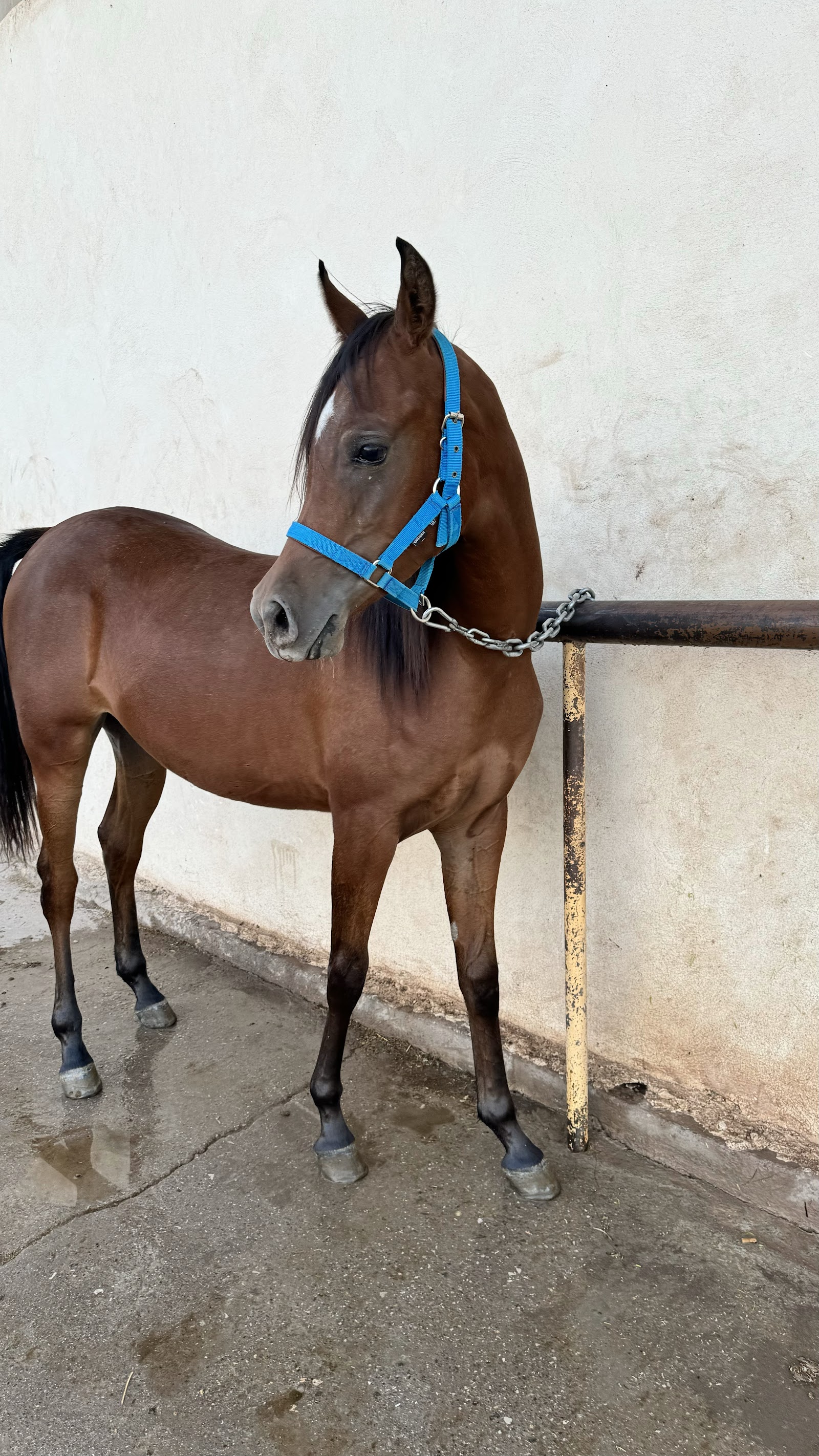 باشگاه سوارکاری رهام — باشگاه