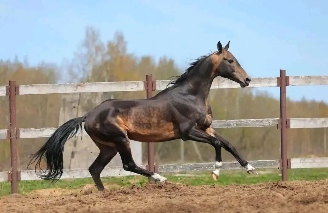 Diamond Horse Farm — باشگاه