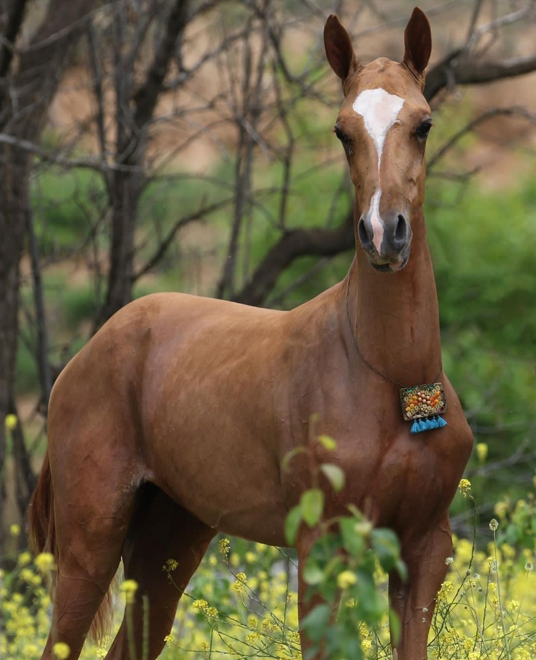 Diamond Horse Farm — باشگاه