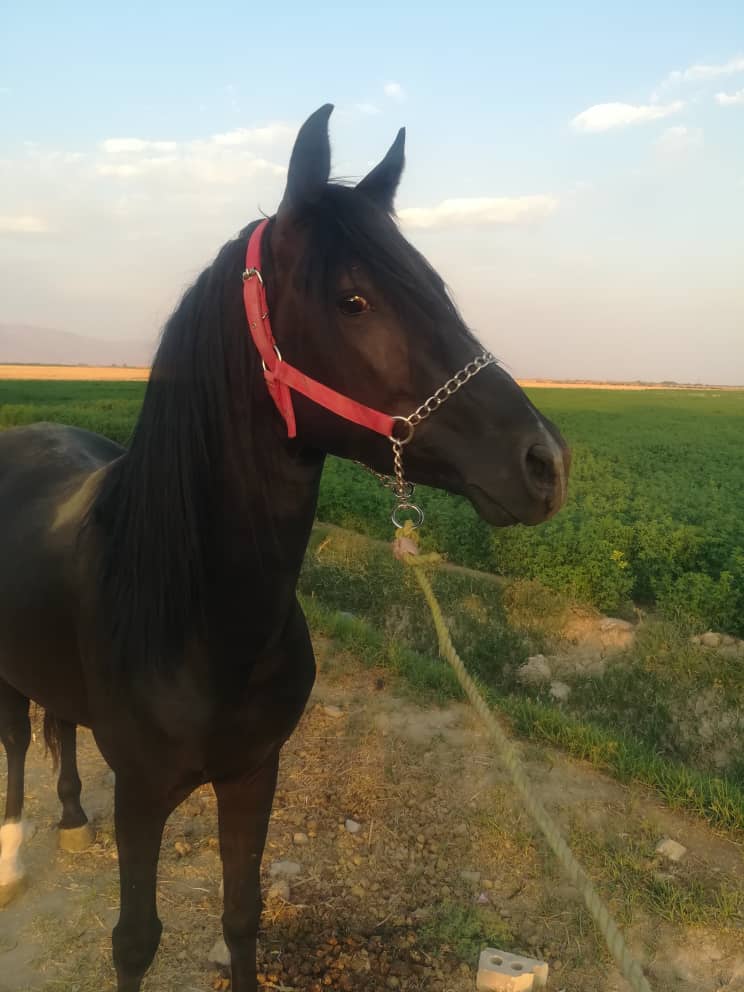 باشگاه سوارکاری غلامحسین و جعفر زارع — باشگاه
