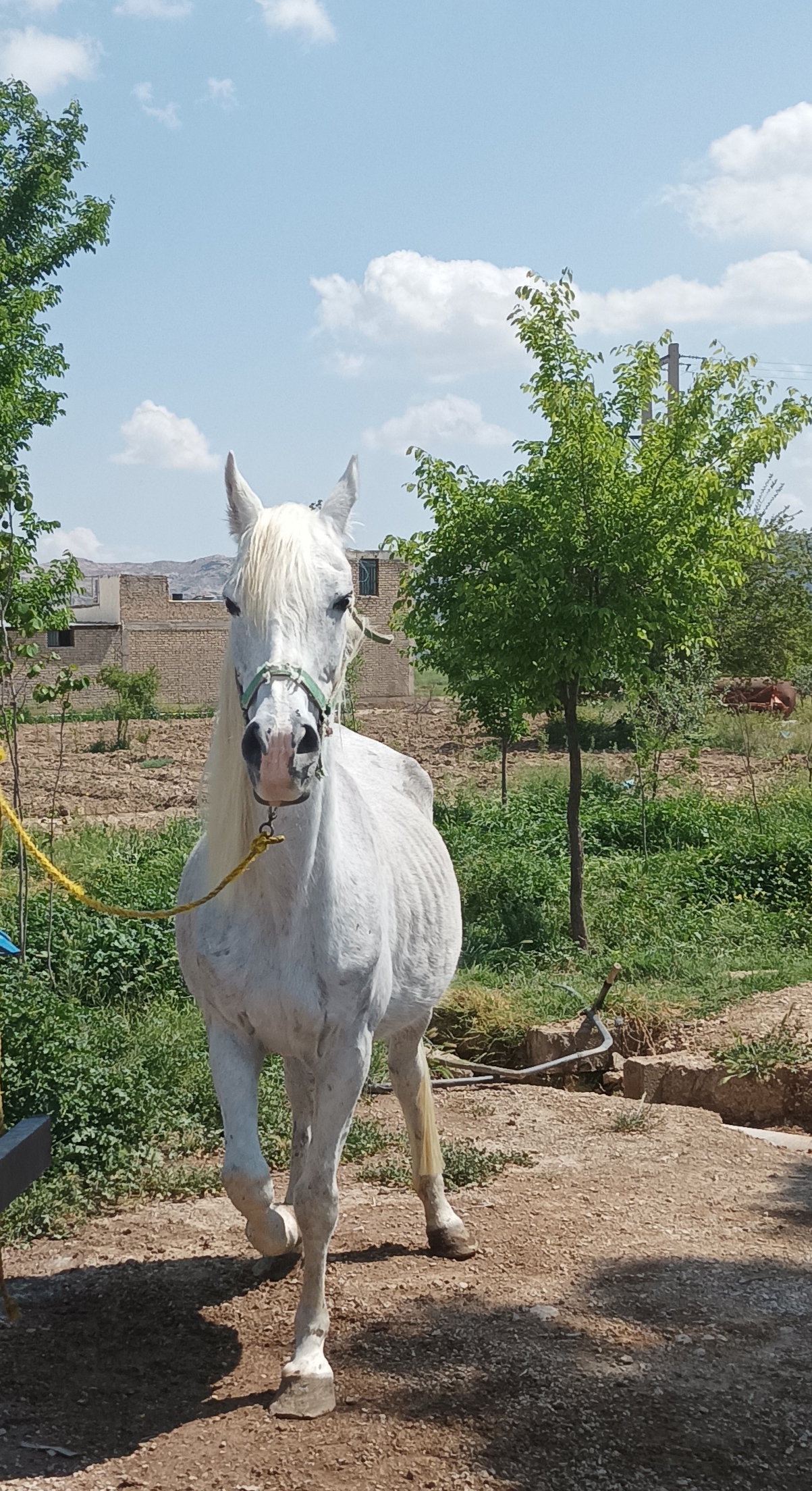 باشگاه سوارکاری غلامحسین و جعفر زارع — باشگاه