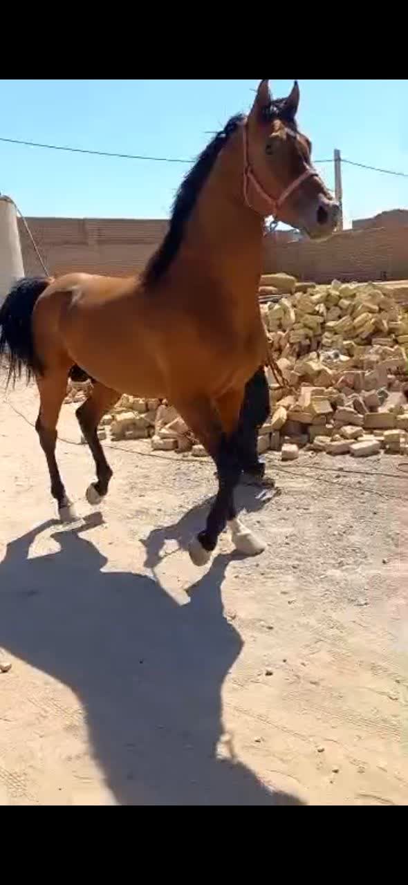 باشگاه سوارکاری قربانرضایی — باشگاه