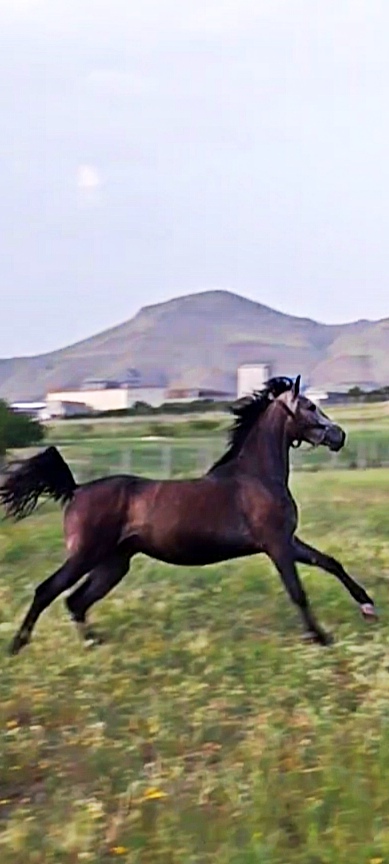 باشگاه سوارکاری جانان — باشگاه