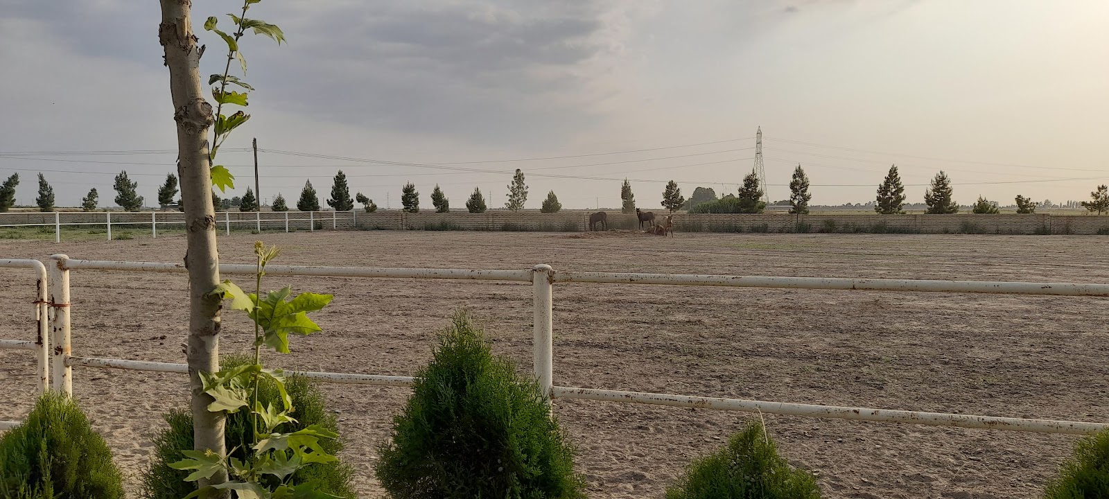 باشگاه سوارکاری آلمان (Germany Horse Riding School) — باشگاه