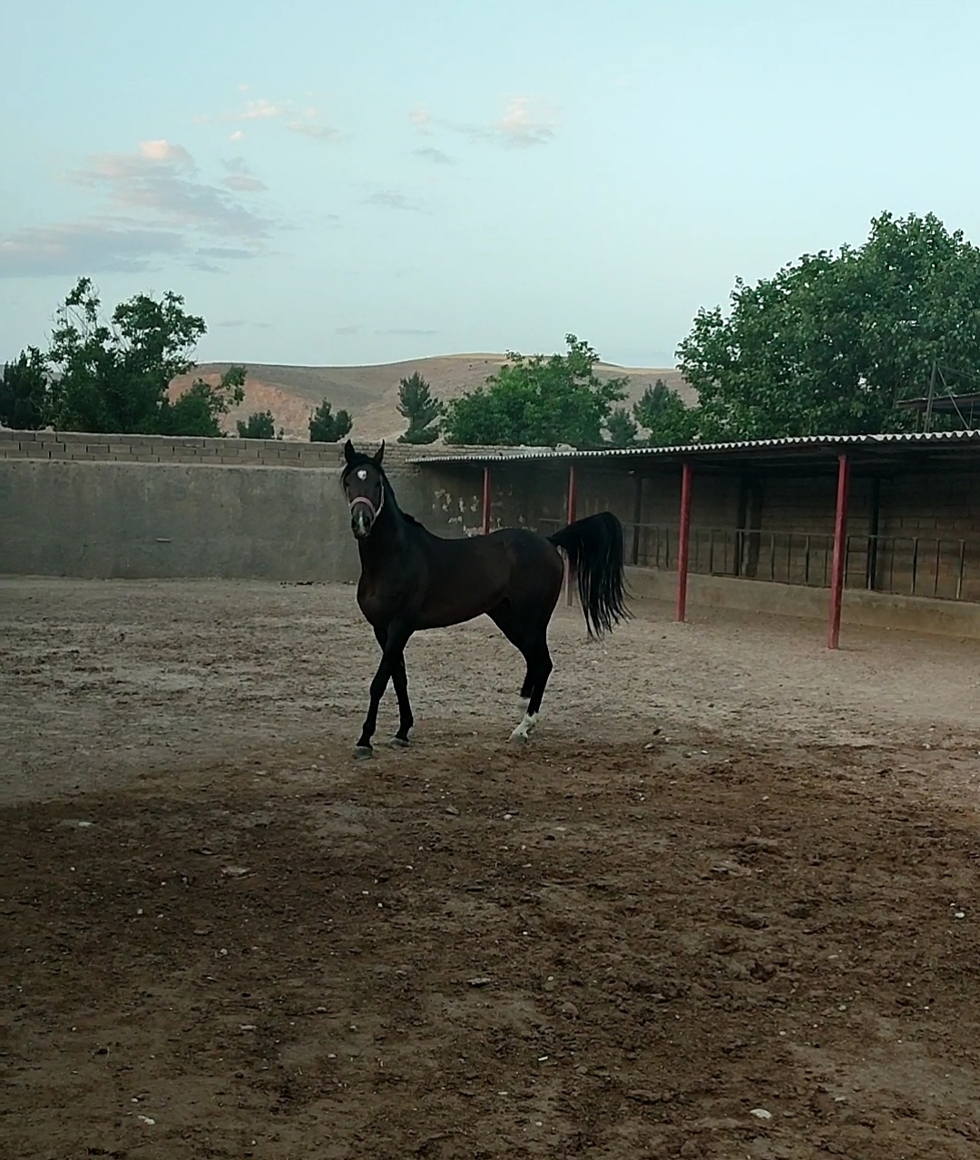 باشگاه پرورش اسب کرمی (اکبر کرمی) — باشگاه