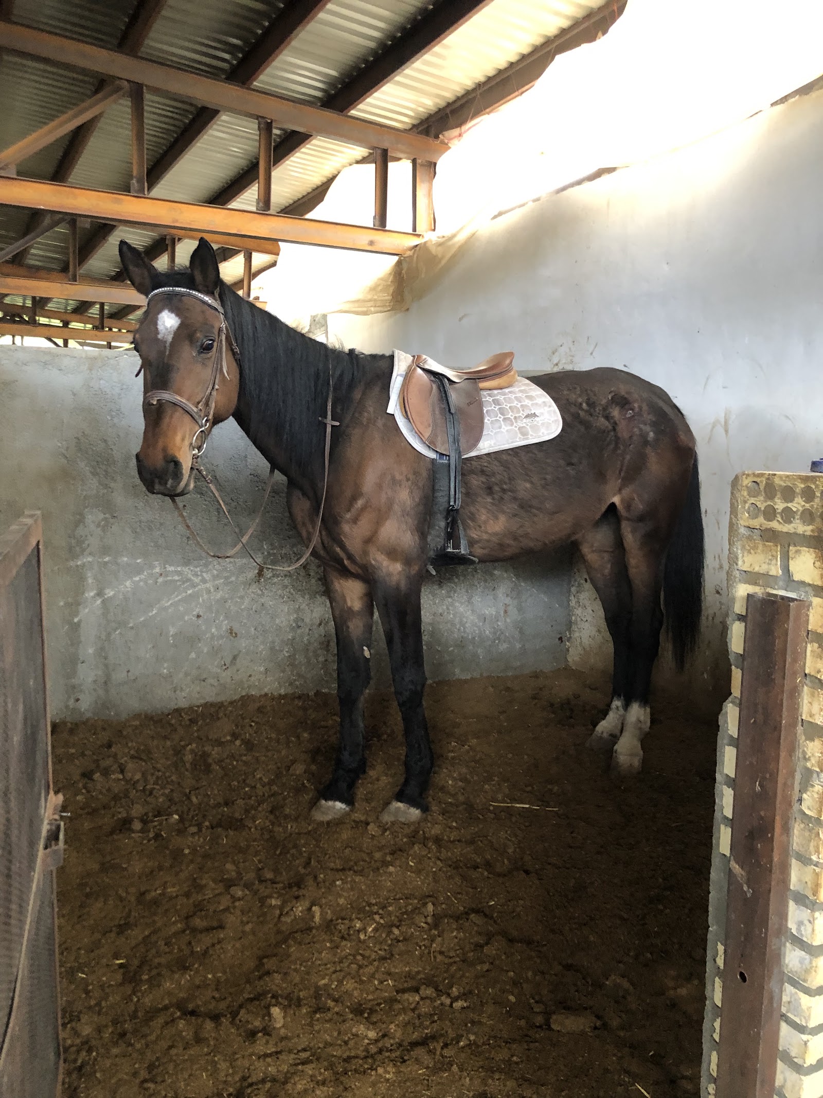 مجموعه سوارکاری هما Homa Equestrian — باشگاه