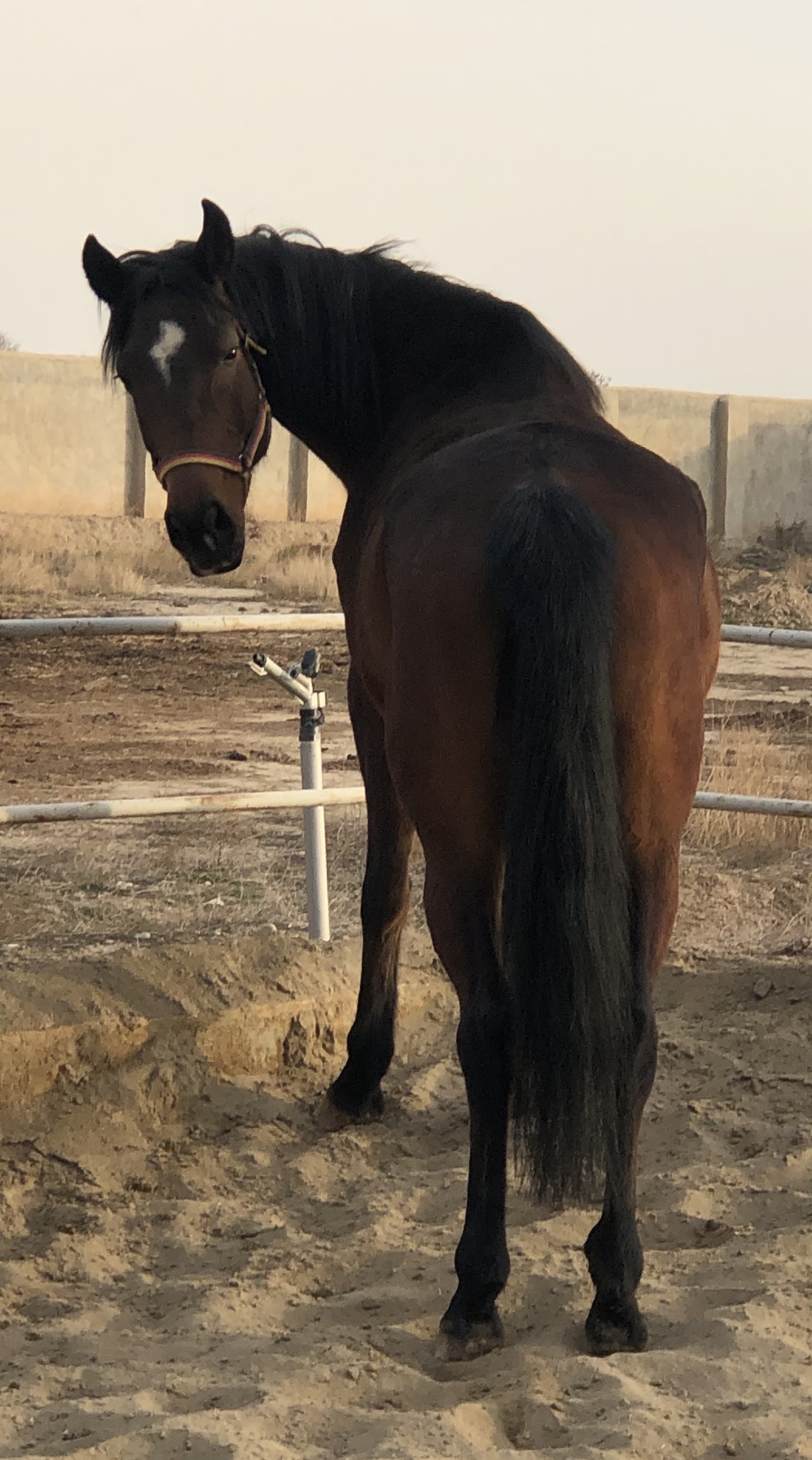 مجموعه سوارکاری هما Homa Equestrian — باشگاه