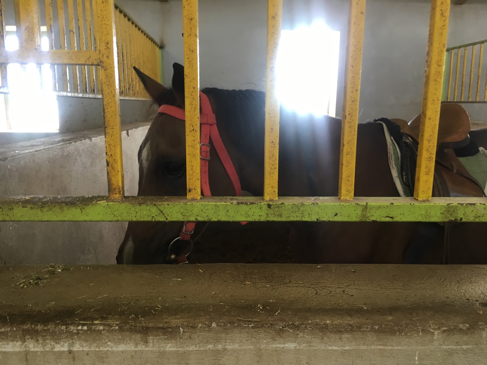 Shabdiz horse club — باشگاه
