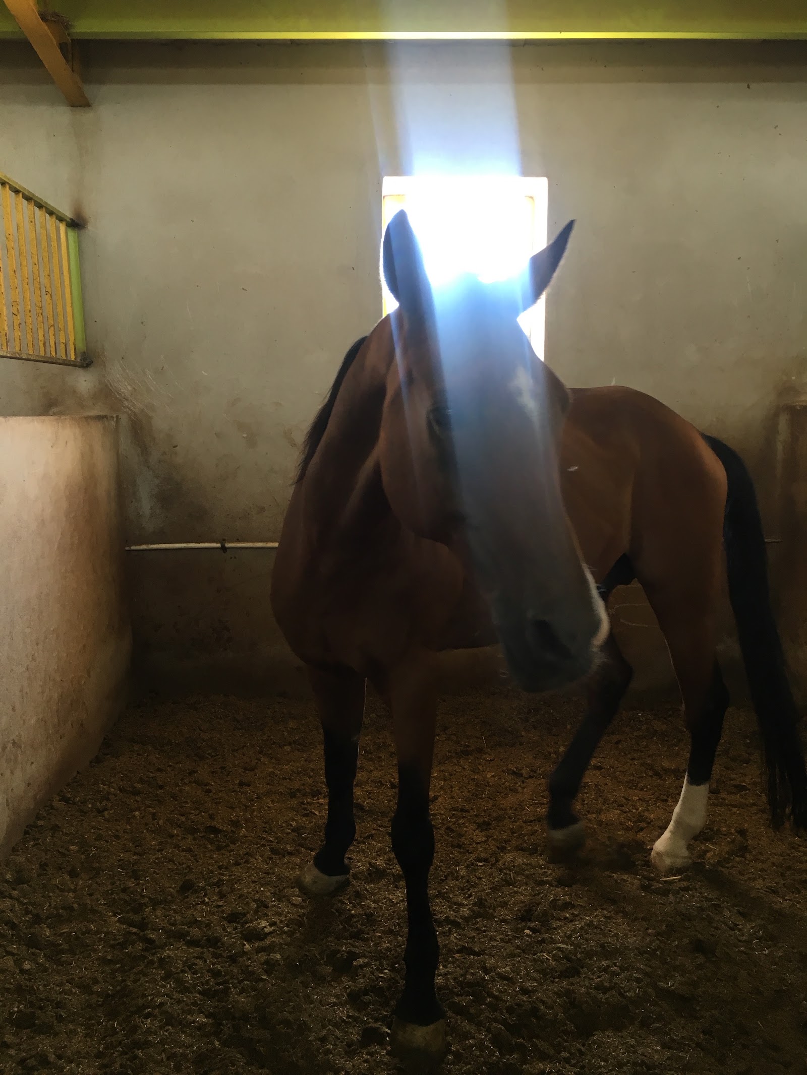 Shabdiz horse club — باشگاه
