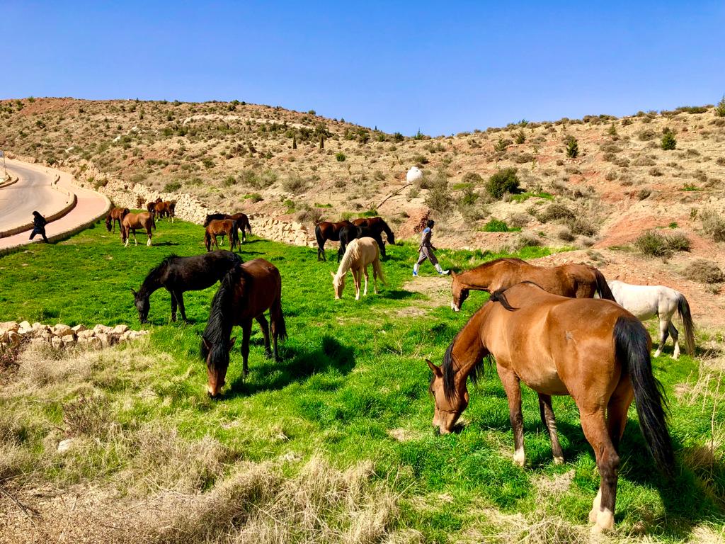 باشگاه سوارکاری دراک — باشگاه