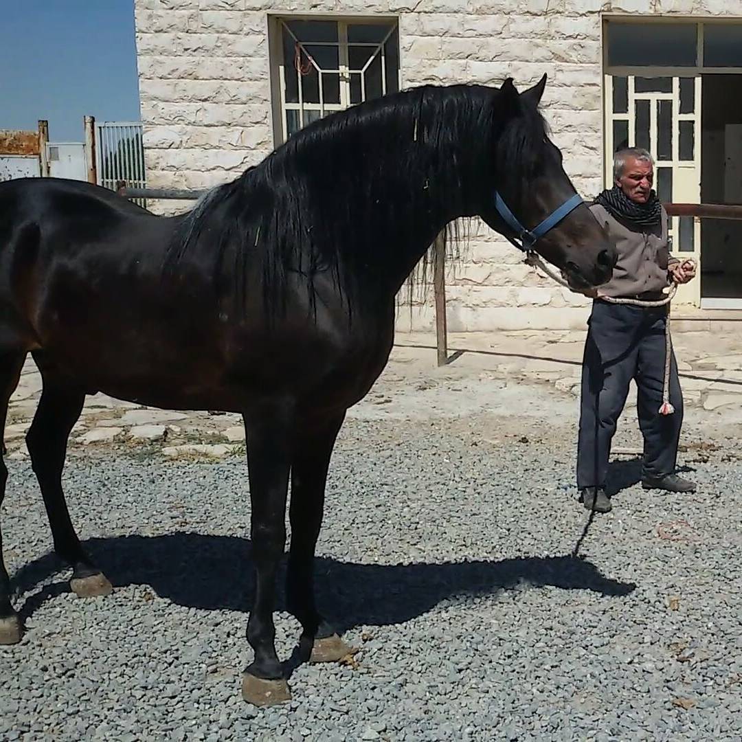 باشگاه سوارکاری نعل طلا — باشگاه