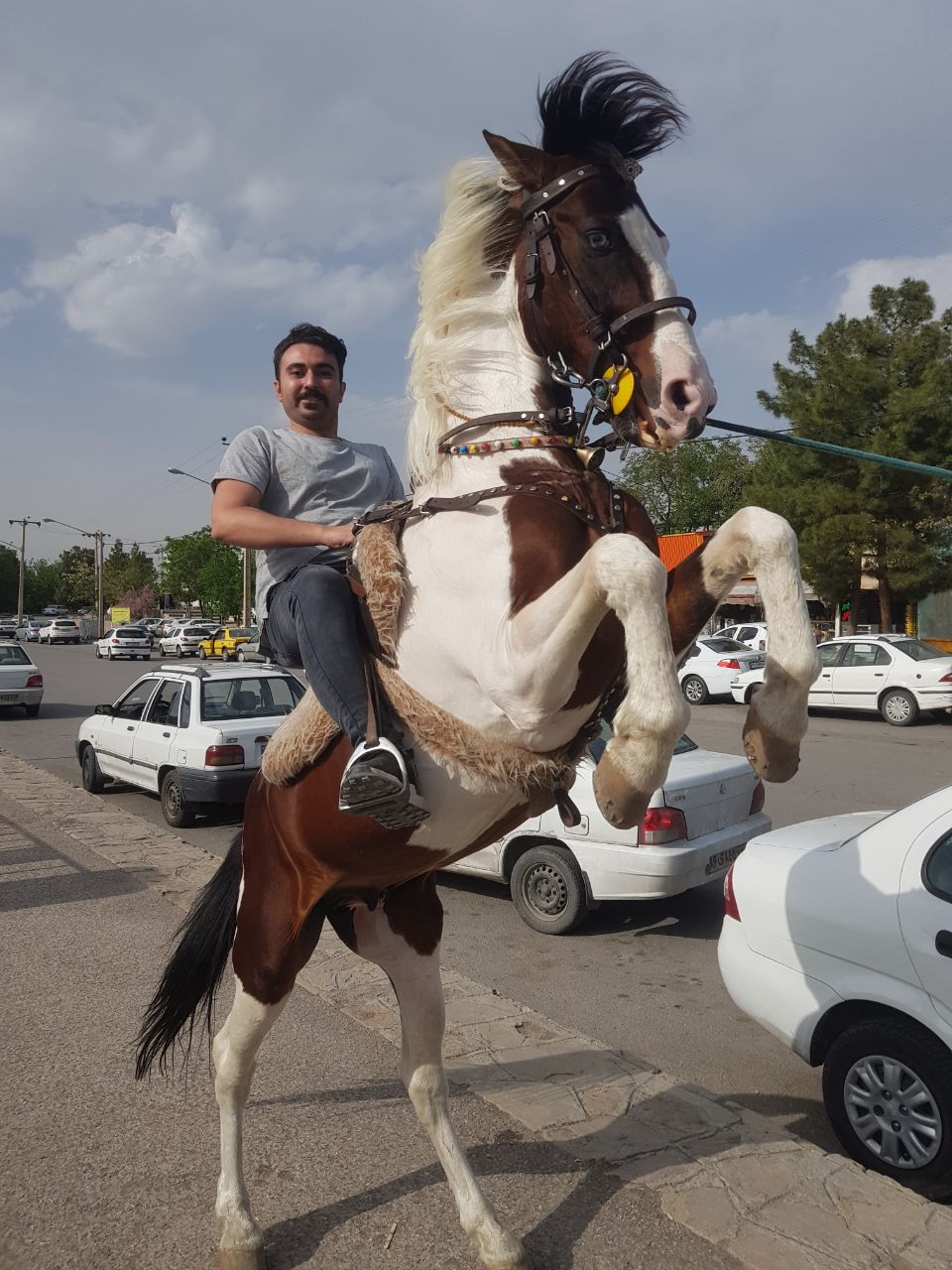 اسب سواری — باشگاه