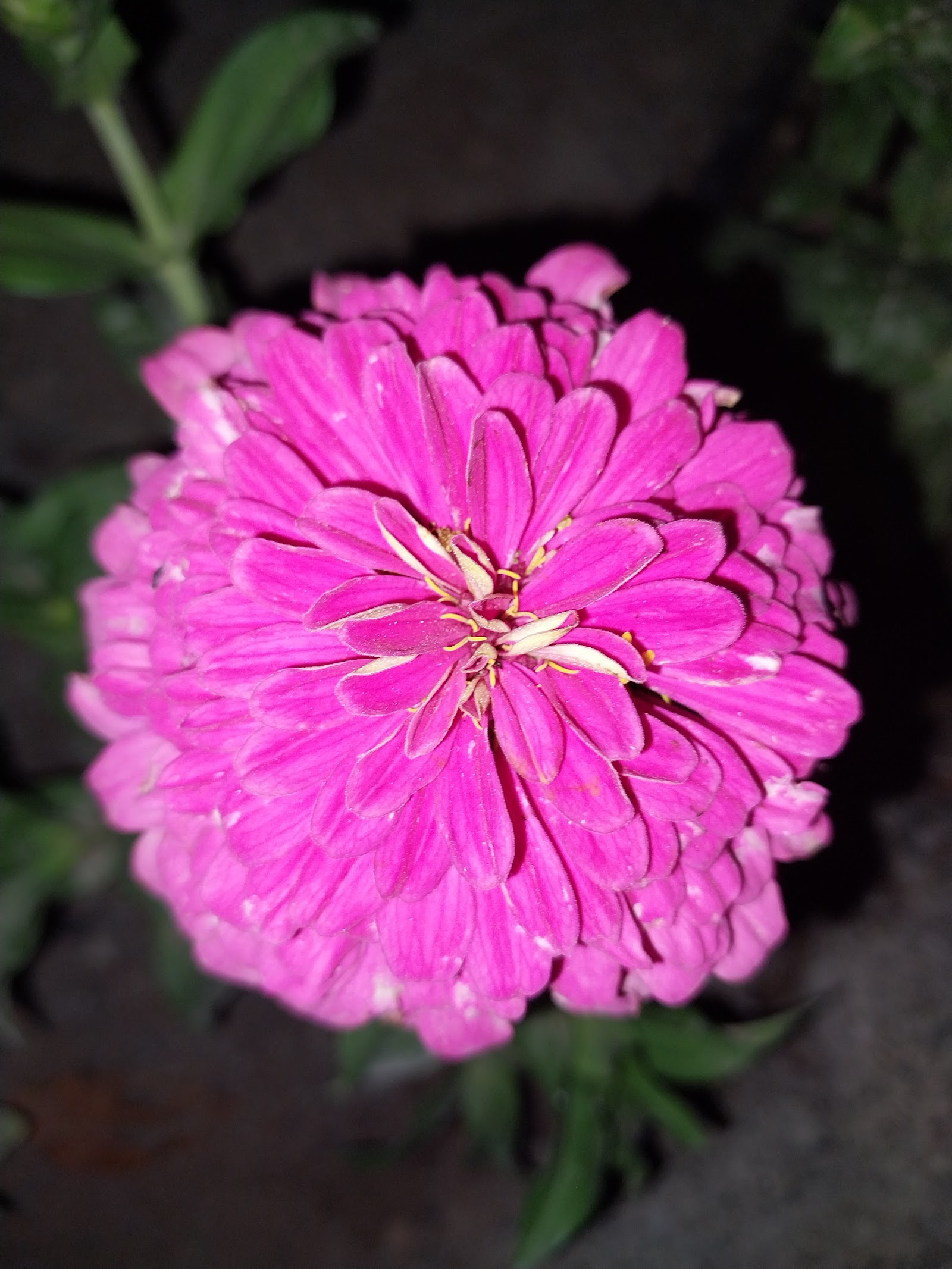 باشگاه سوارکاری و پرورش اسب شبرنگ — باشگاه