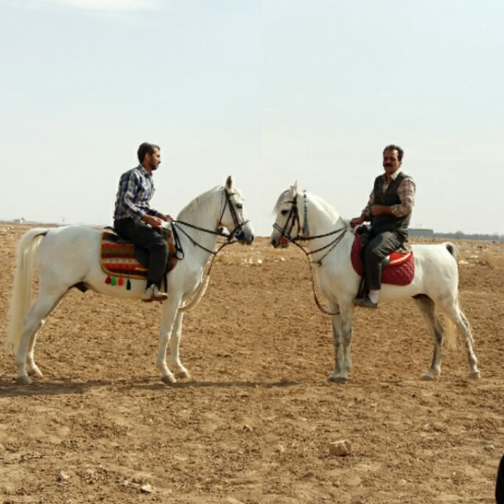 اصطبل اسب ناصر منصوری — باشگاه