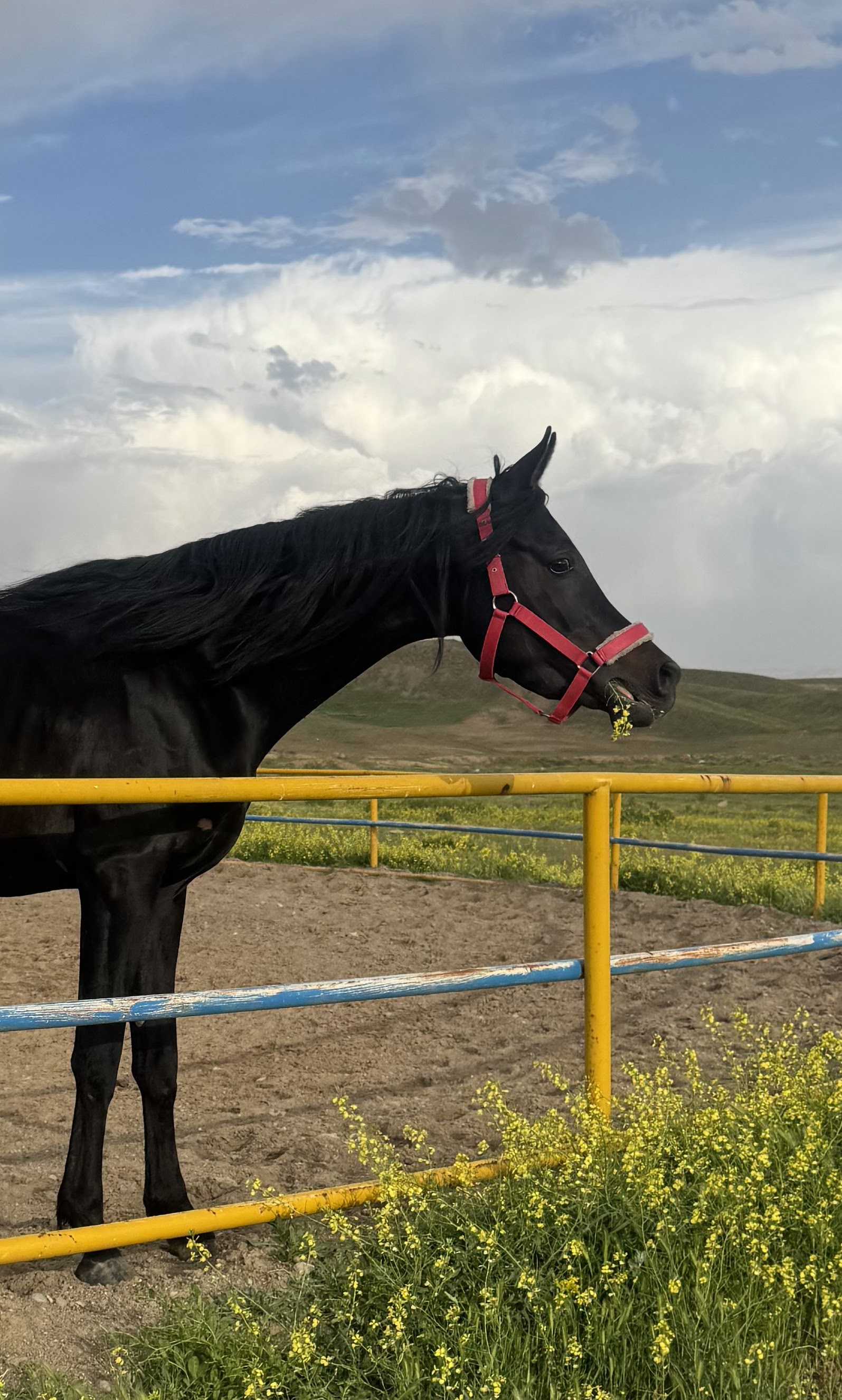 باشگاه سوارکاری علی هاشمی — باشگاه
