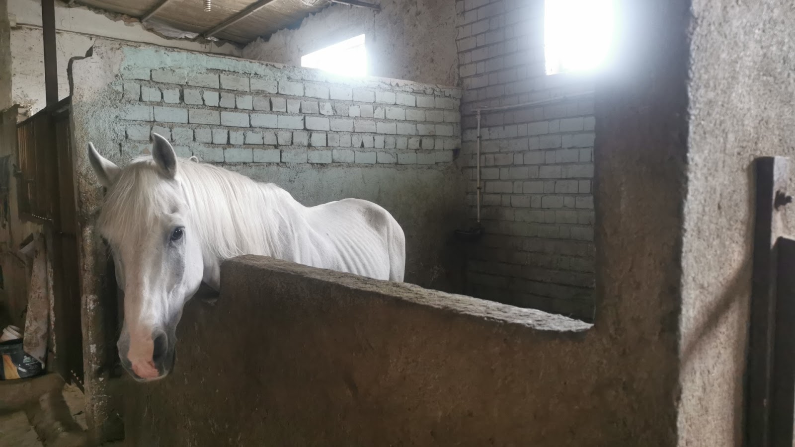 باشگاه سوارکاری علی هاشمی — باشگاه
