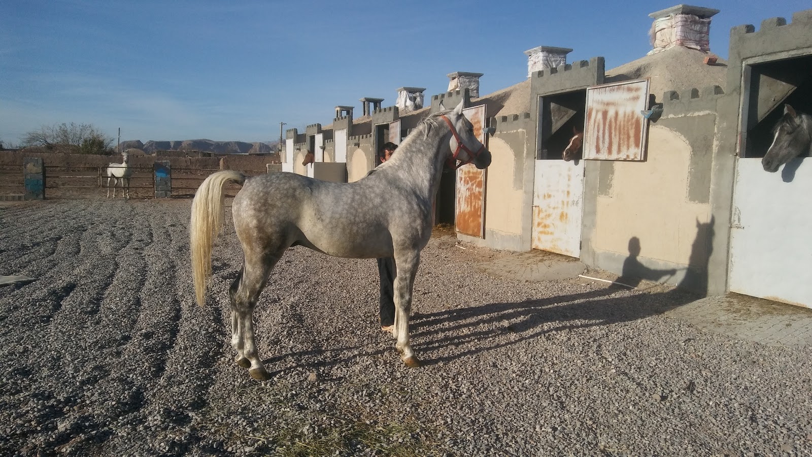 باشگاه سوارکاری اسبستان امیران — باشگاه