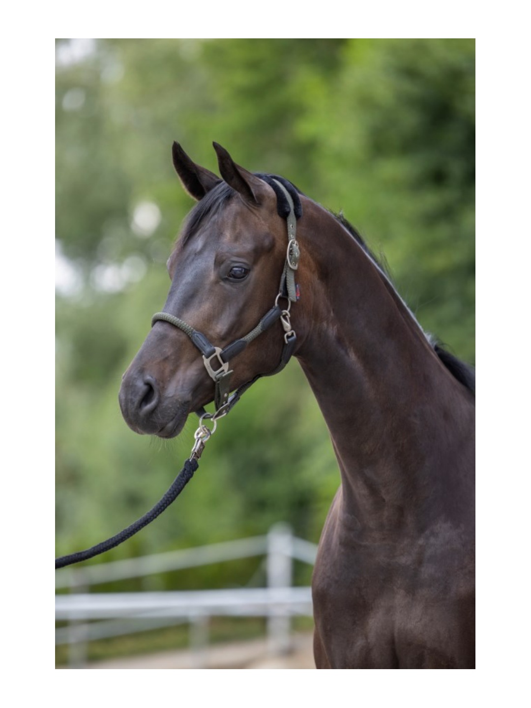 کلهگی ZiHorse مدل وارداتی