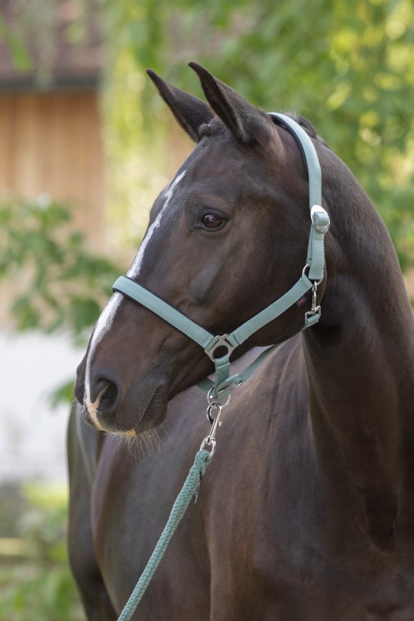 ست کلهگی ZiHorse