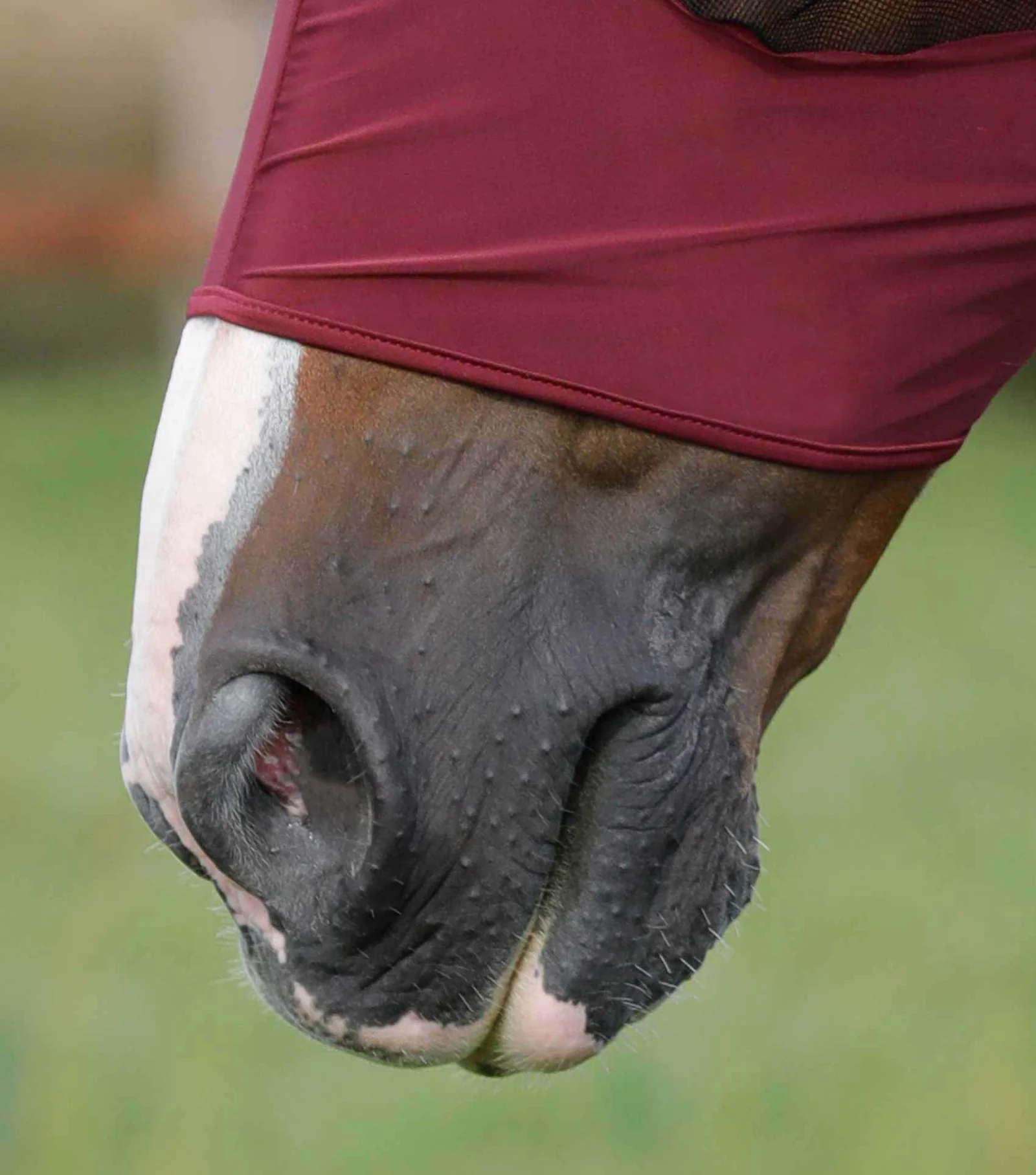 ماسک محافظ حشرات Premier Equine مدل Comfort Tech — 2
