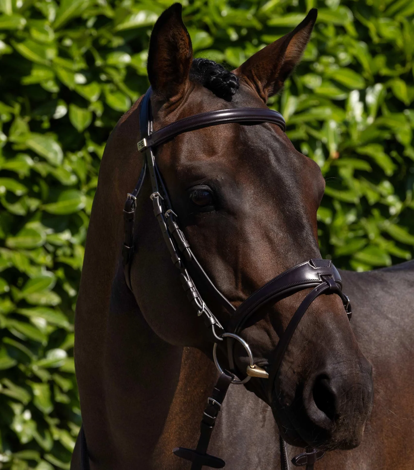 یراق اسب Premier Equine مدل Artana